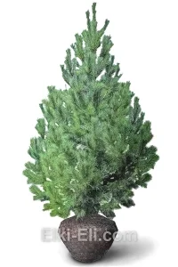 Сосна Румелийская, фото