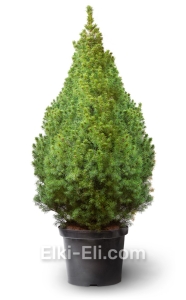 Ель Канадская Коника в горшке, фото