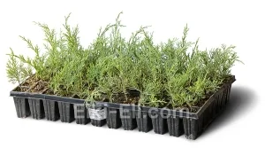 Можжевельник средний Кинг оф Спринг (мультиплата), фото