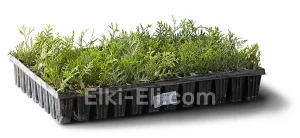 Туя западная Амбер Глоу (мультиплата), фото