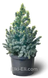 Ель канадская Sanders Blue (Сандерс Блю) в горшке, фото