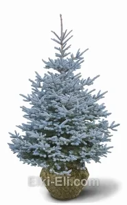 Ель колючая глаука (голубая), живое новогоднее дерево для высадки, фото
