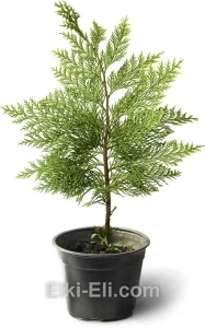 Кипарисовик Лавсона Stardust в горшке, фото