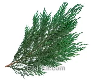 Лапник Кипарисовика, фото