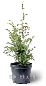 Можжевельник обыкновенный Suecica в горшке, фото