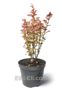 Барбарис Тунберга Orange Ice, фото Барбарис Тунберга Orange Ice, фото