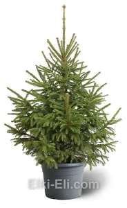 Ель сибирская в горшке, фото