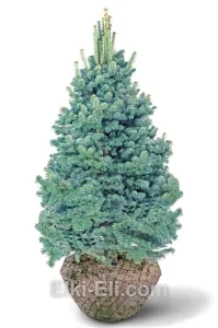 Пихта скандинавская  COMPACTA, фото