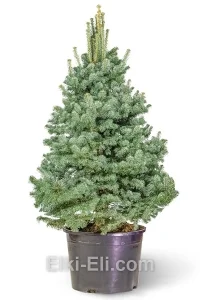 Пихта скандинавская Compacta в горшке, фото