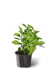 Чубушник гибридный Mont Blanc, фото