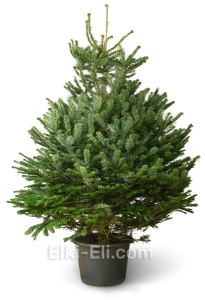 Елка датская в горшке, фото