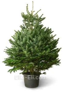 Ель датская (Пихта Нордман), живое новогоднее дерево в емкости (горшке), фото
