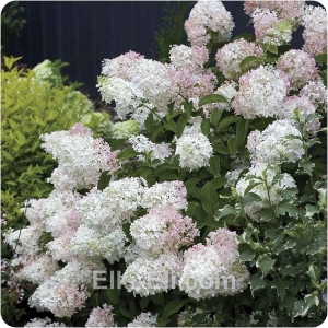 Гортензия метельчатая Phantom, фото