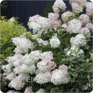 Гортензия метельчатая Phantom, фото