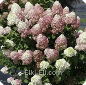 Гортензия метельчатая Magical Sweet Summer в горшке, фото