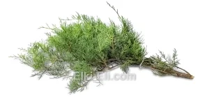 Лапник Можжевельника Grey Owl, фото