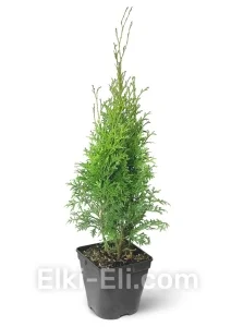 Туя западная Пирамидалис в горшке, фото