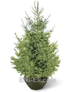Ель сибирская, живое новогоднее дерево для высадки, фото
