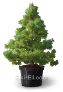 Сосна черная крымская в горшке, фото Сосна черная крымская в горшке, фото