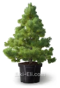 Сосна черная крымская в горшке, фото