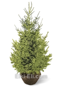 Ель обыкновенная (Русская), фото