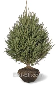 Ель норвежская, живое новогоднее дерево для высадки, фото
