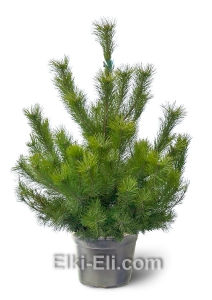 Сосна Русская в горшке, фото