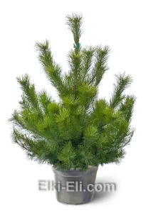Сосна Русская в горшке, фото