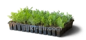 Туя восточная Ауреа Нана (мультиплата), фото