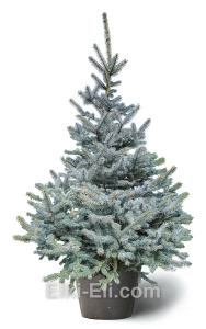 Ель колючая Fat Albert в горшке, фото