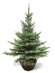 Ель колючая зеленая, живое новогоднее дерево для высадки, фото
