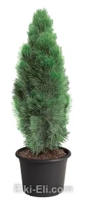 Сосна черная GREEN TOWER в горшке, фото