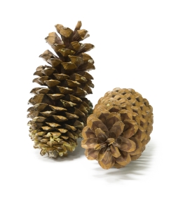 Шишка сосны Ламберта, фото