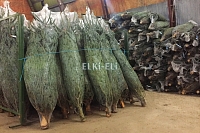 Датские елки на складе