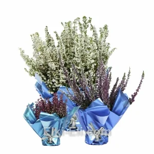 Вереск и эрика в подарочной упаковке, фото
