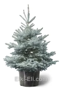 Ель Американская голубая, живое новогоднее дерево в емкости (горшке), фото
