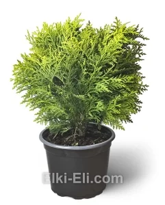 Туя западная Danica в горшке, фото