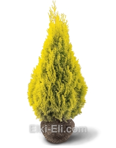 Туя западная Европа голд, фото