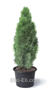 Сосна черная GREEN TOWER в горшке, фото