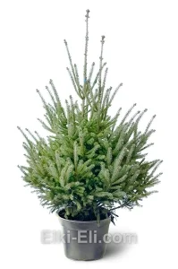 Ель канадская сизая в горшке, фото