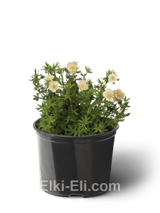 Лапчатка кустарниковая Daydown, фото