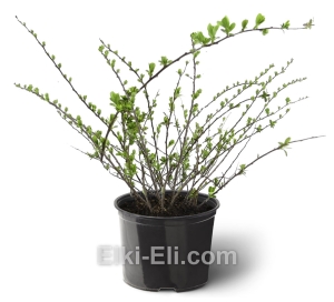 Спирея ниппонская Snowmound, фото