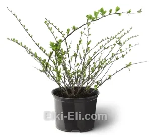 Спирея ниппонская Snowmound, фото