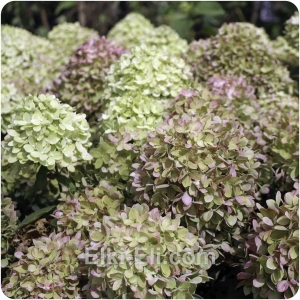 Гортензия метельчатая Pastelgreen, фото