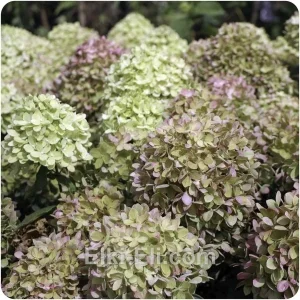 Гортензия метельчатая Pastelgreen, фото