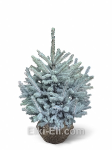 Ель колючая Блю даймонд, фото