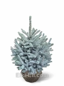 Ель колючая Блю Даймонд, живое новогоднее дерево для высадки, фото
