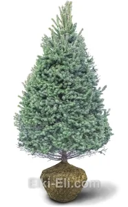 Ель канадская сизая, фото