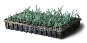 Можжевельник горизонтальный Айси Блю (мультиплата), фото