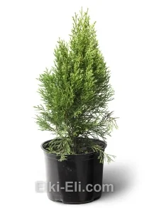 Туя западная Смарагд Витбонд в горшке, фото